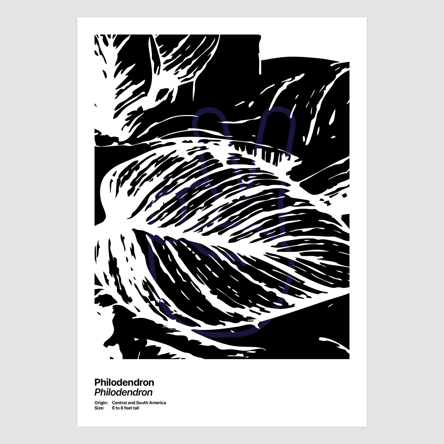 Philodendron