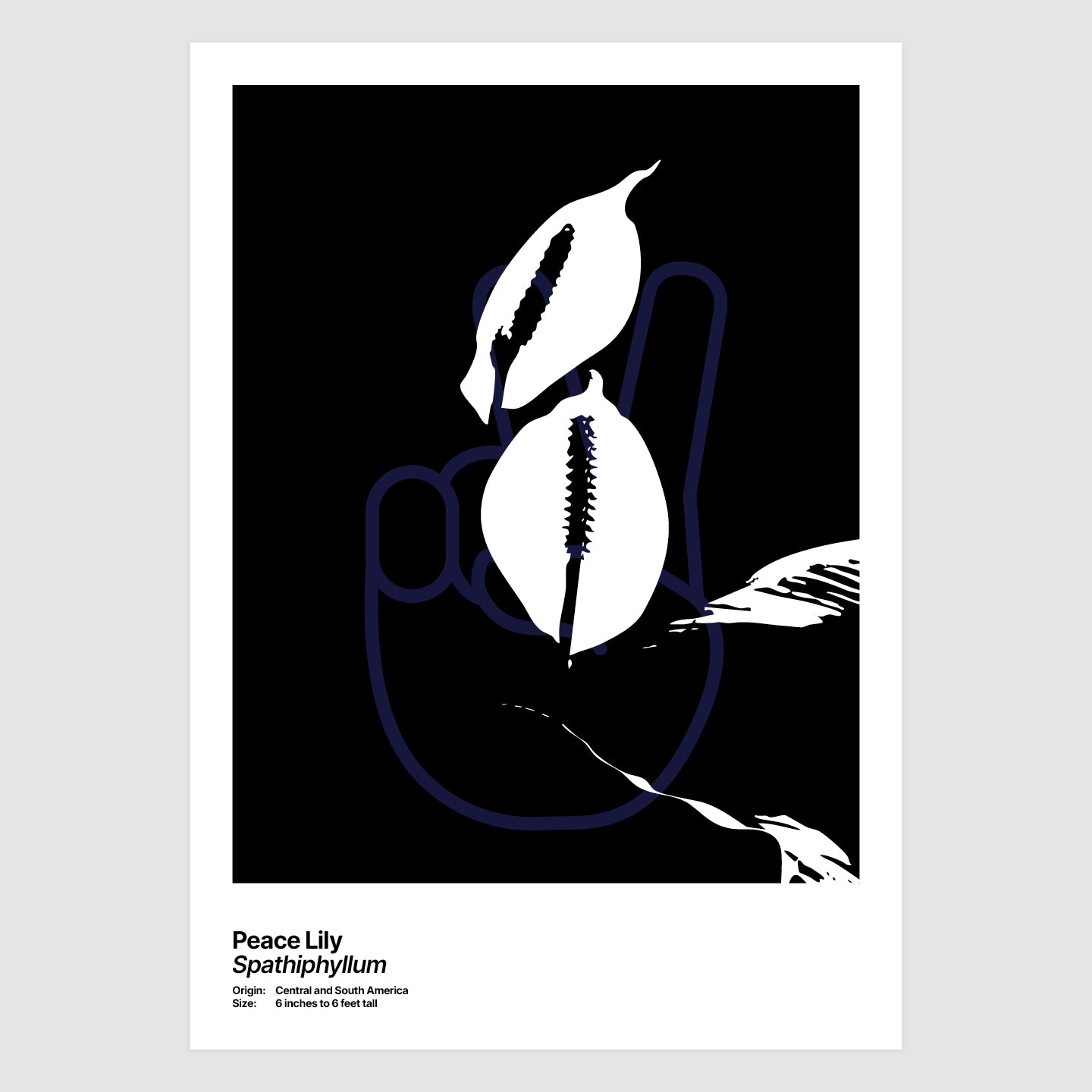 Peace Lily