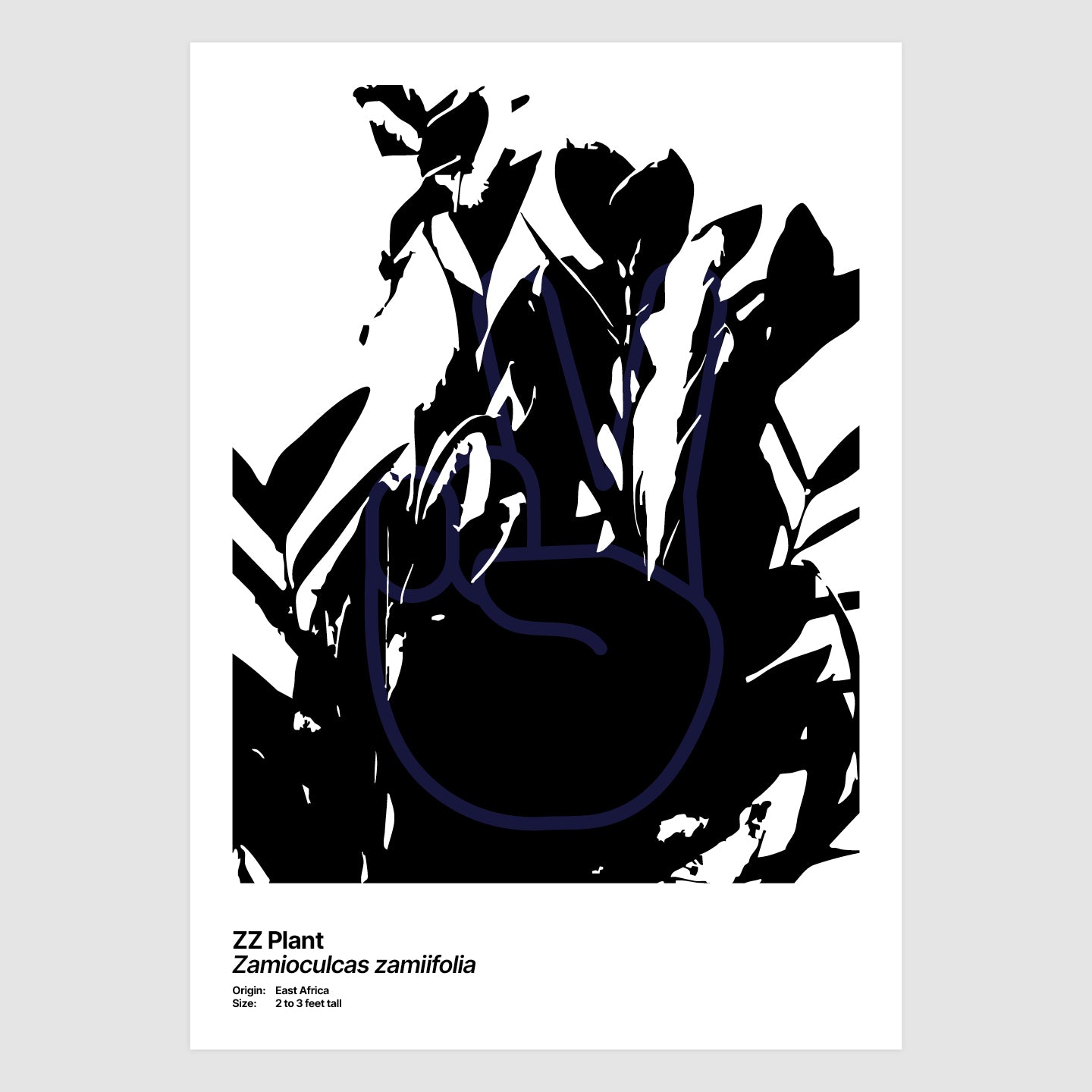 ZZ Plant