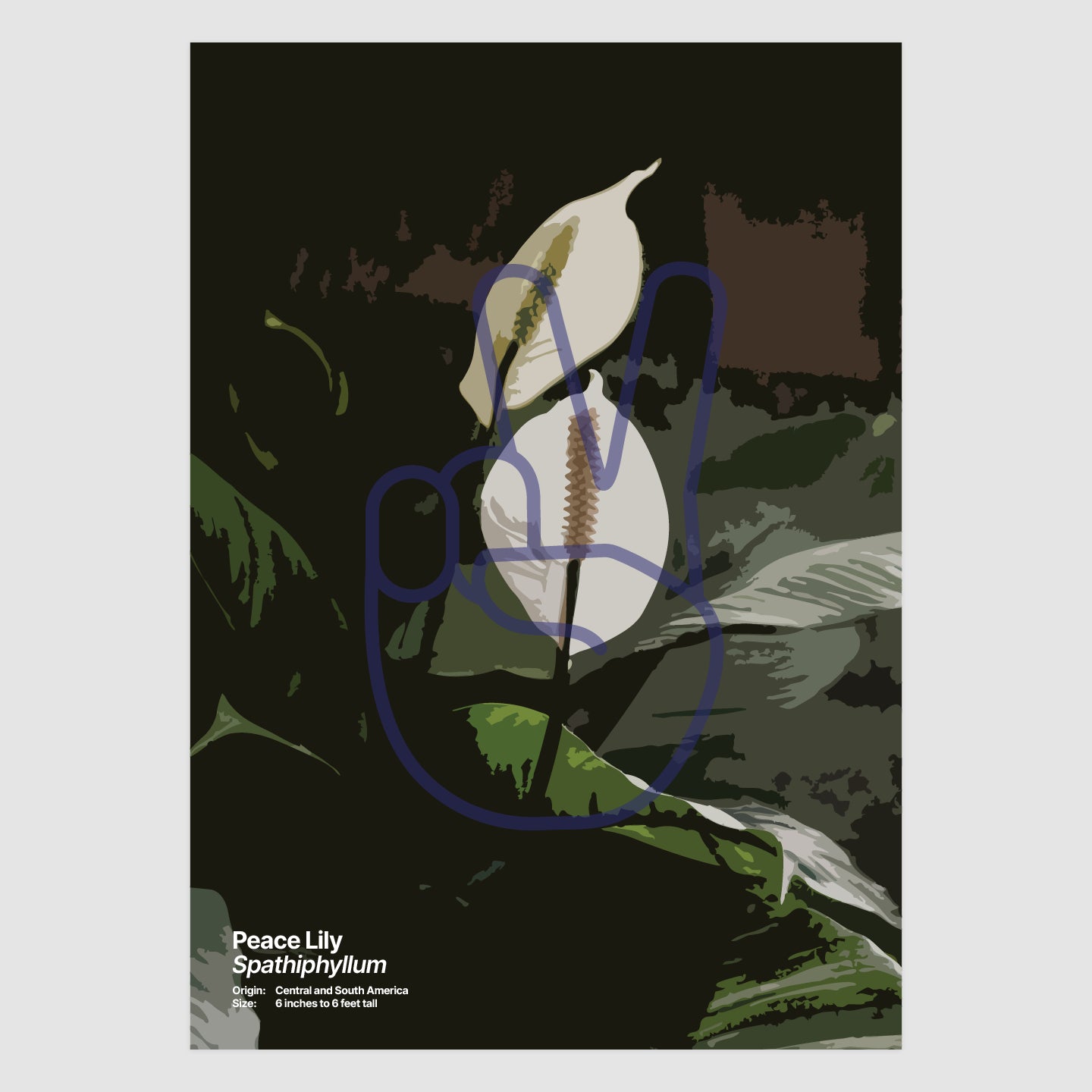 Peace Lily
