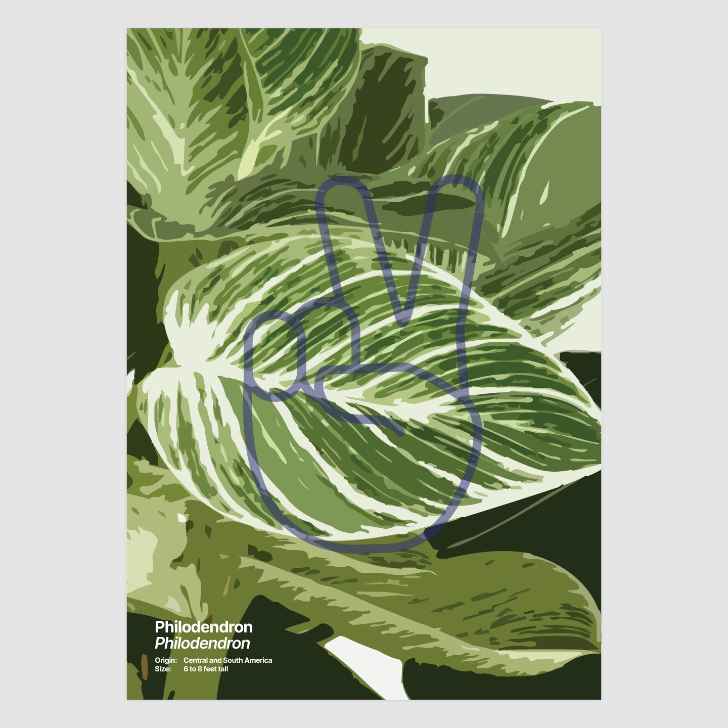 Philodendron