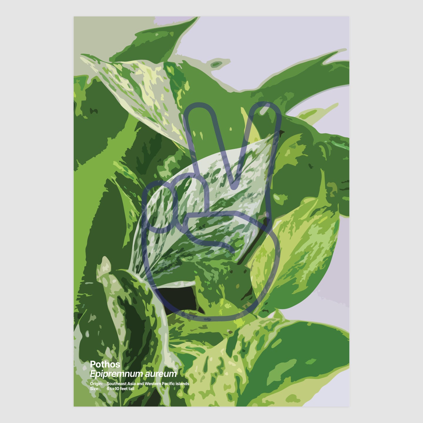 Pothos