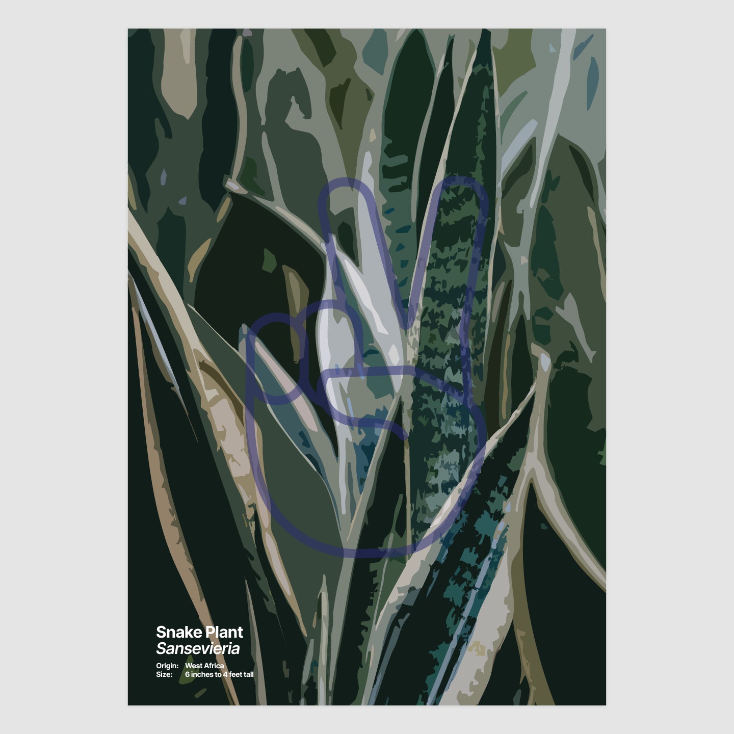 Snake Plant