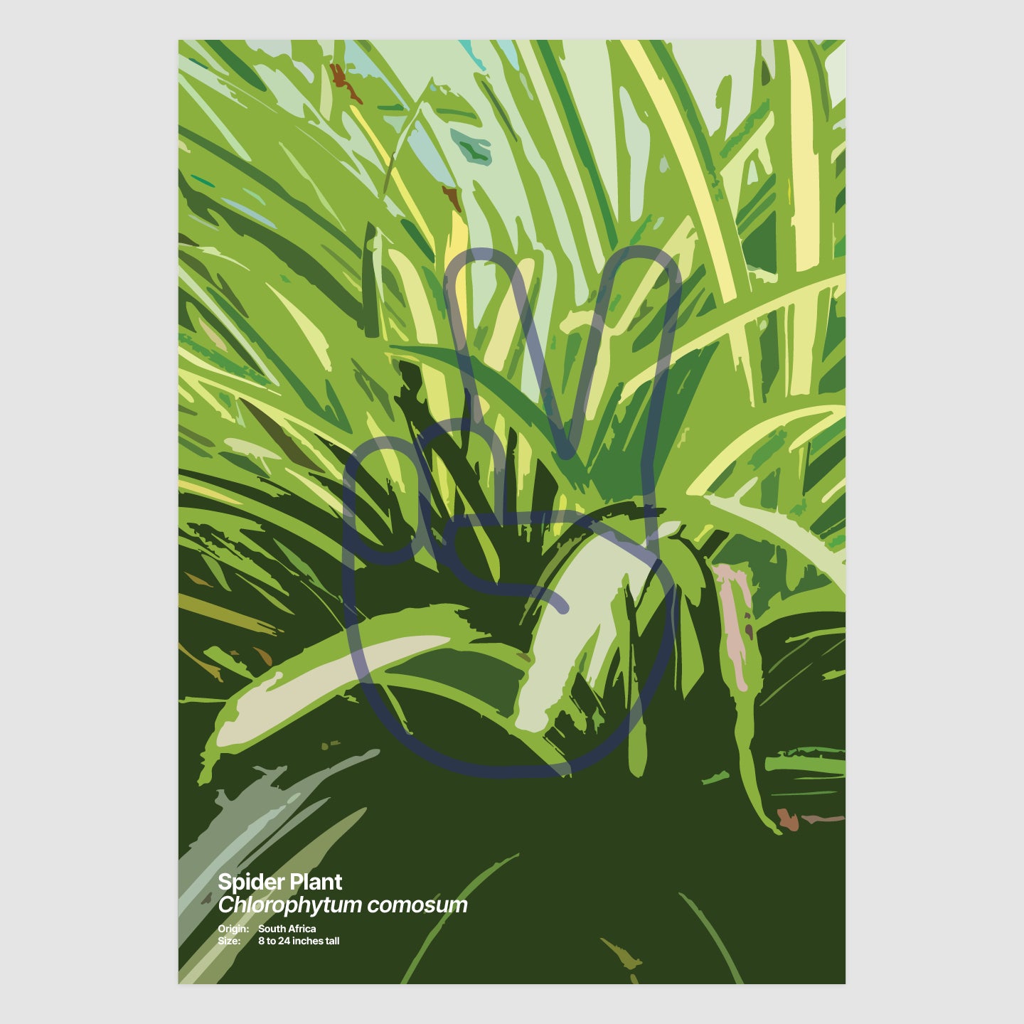 Spider Plant
