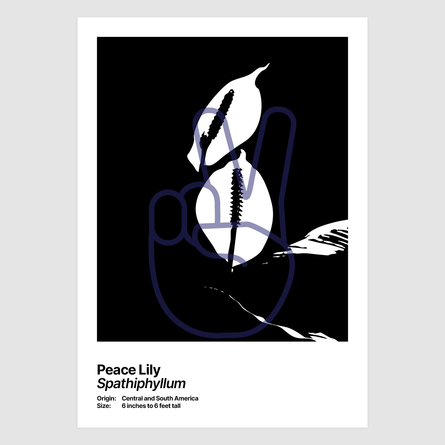 Peace Lily