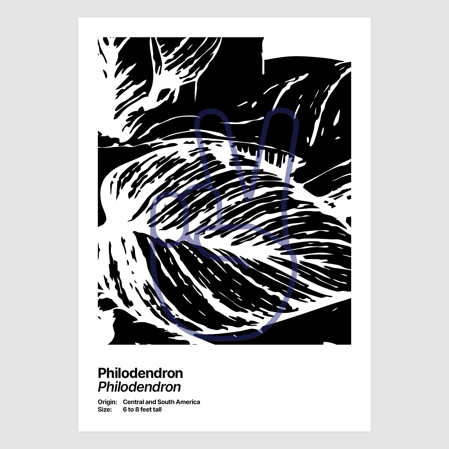 Philodendron