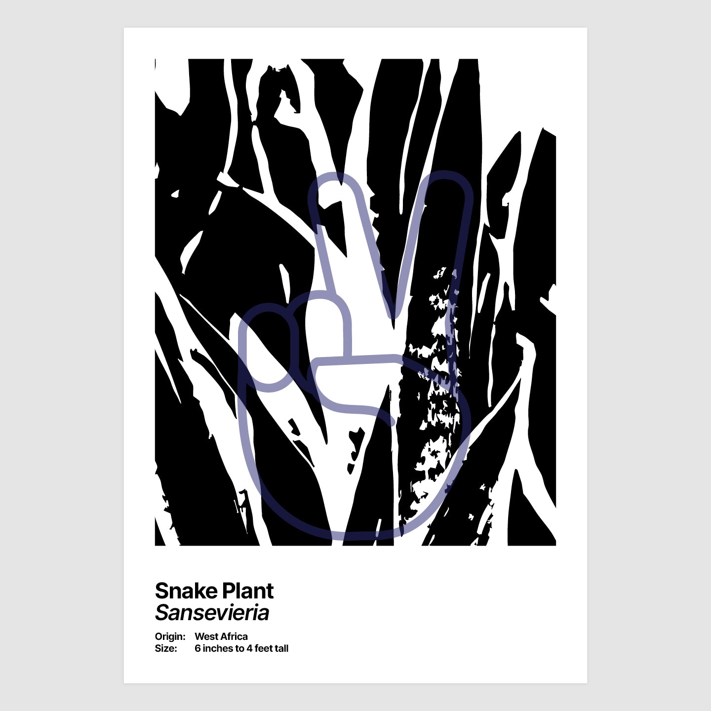 Snake Plant