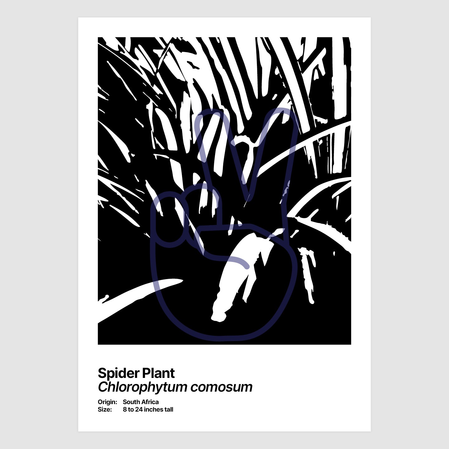 Spider Plant