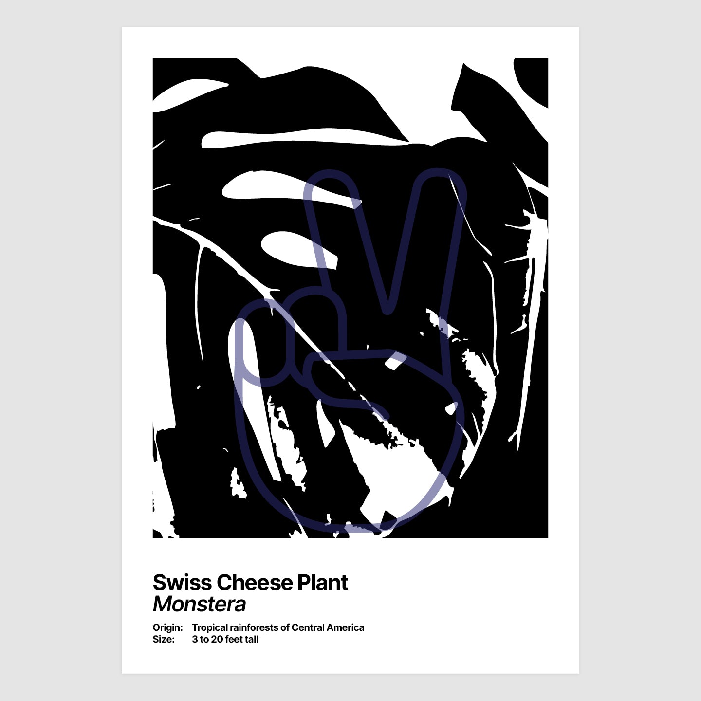 Swiss Cheese Plant