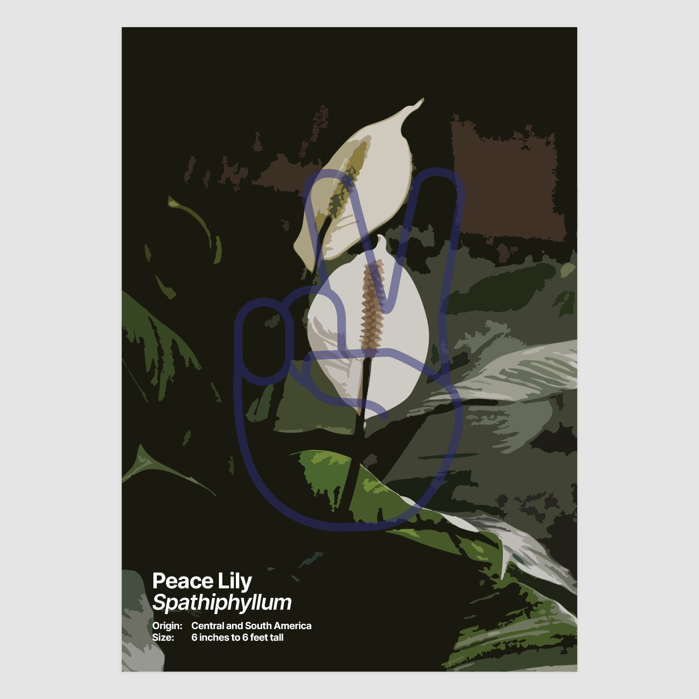 Peace Lily