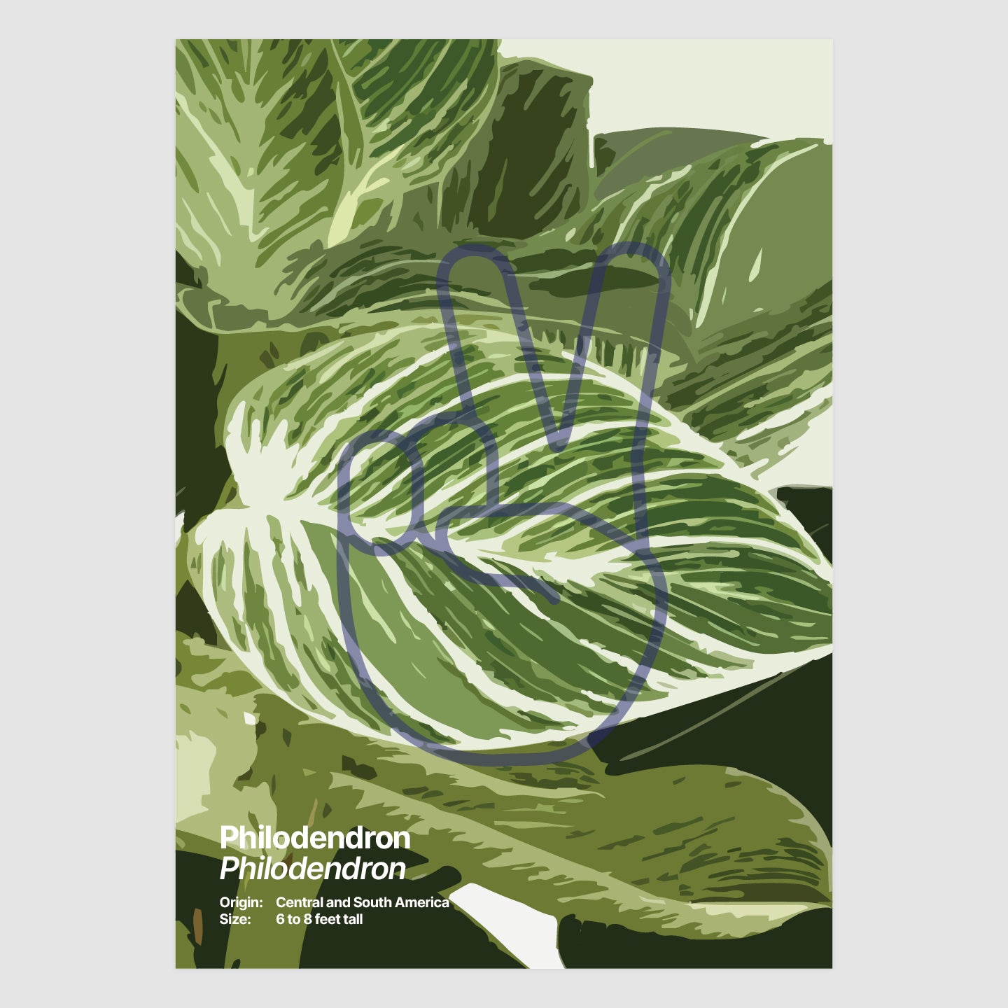 Philodendron
