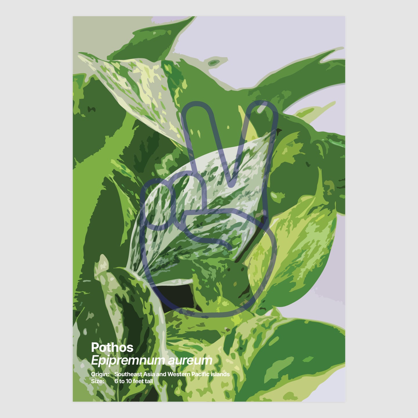 Pothos