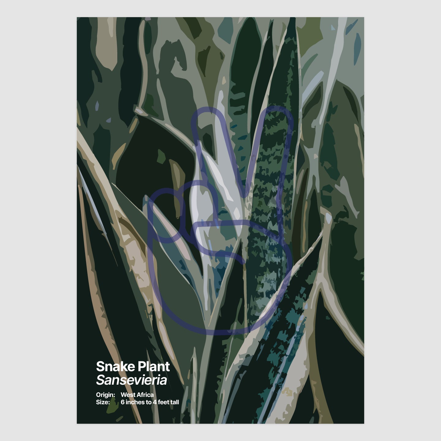 Snake Plant