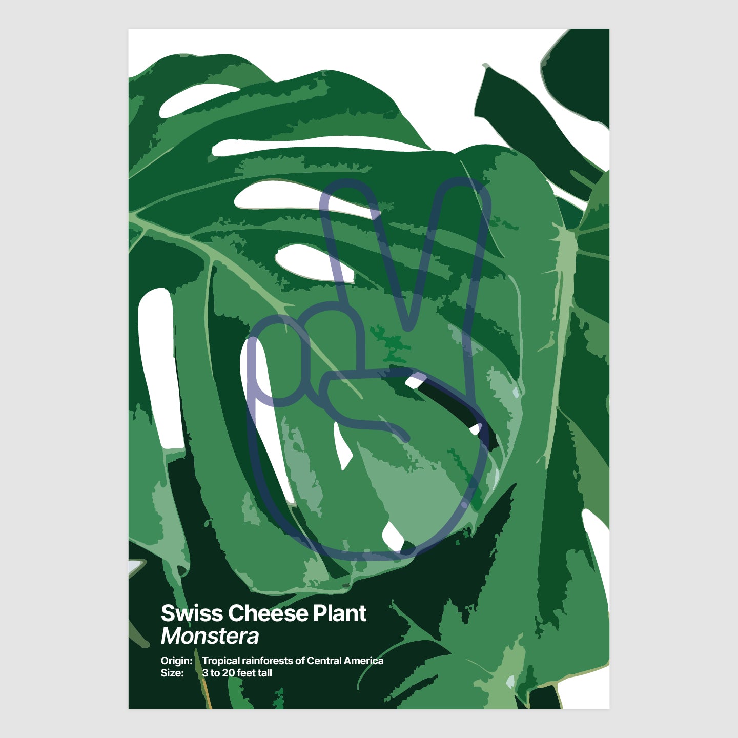 Swiss Cheese Plant
