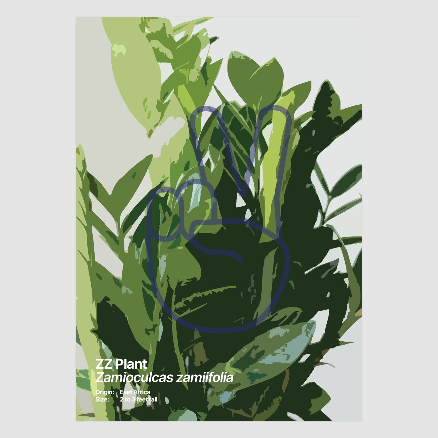 ZZ Plant