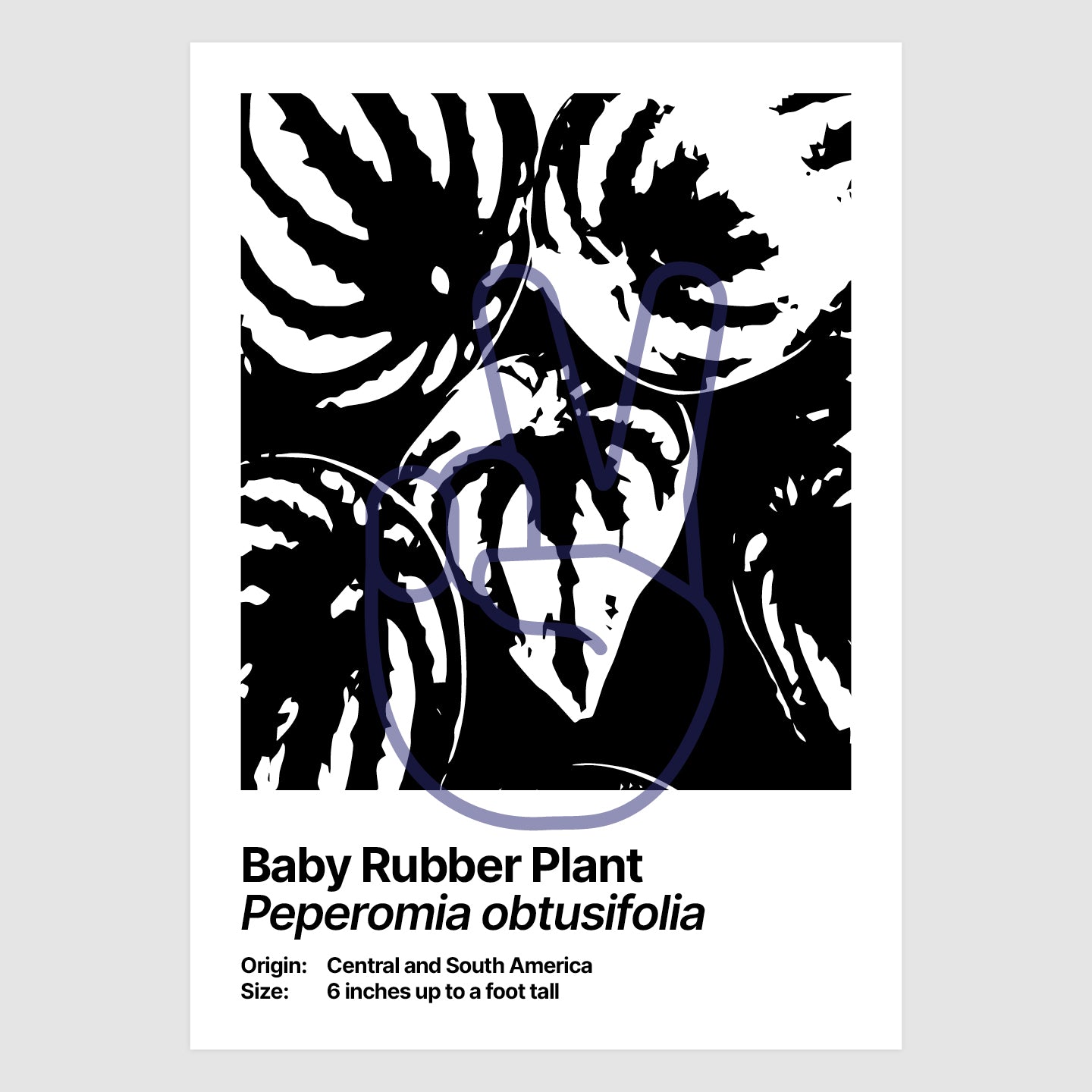 Baby Rubber Plant