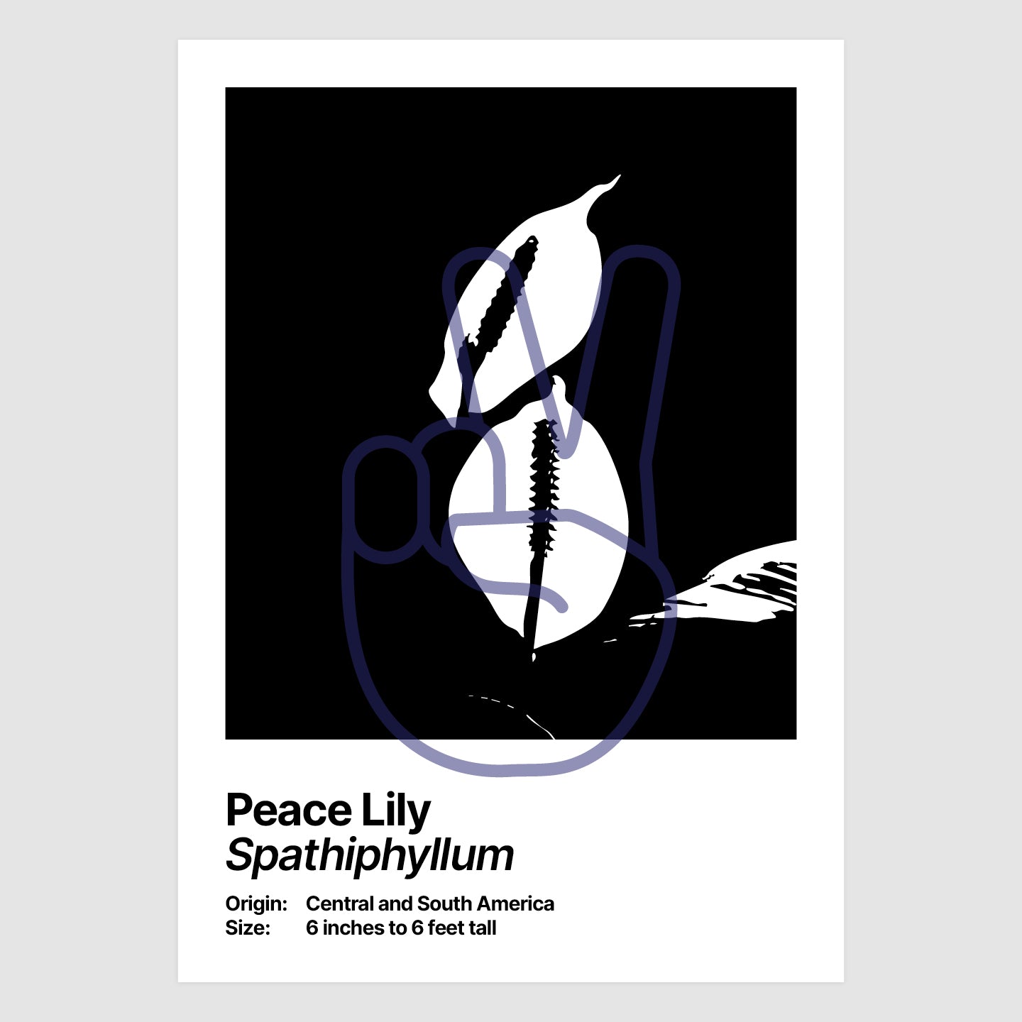 Peace Lily
