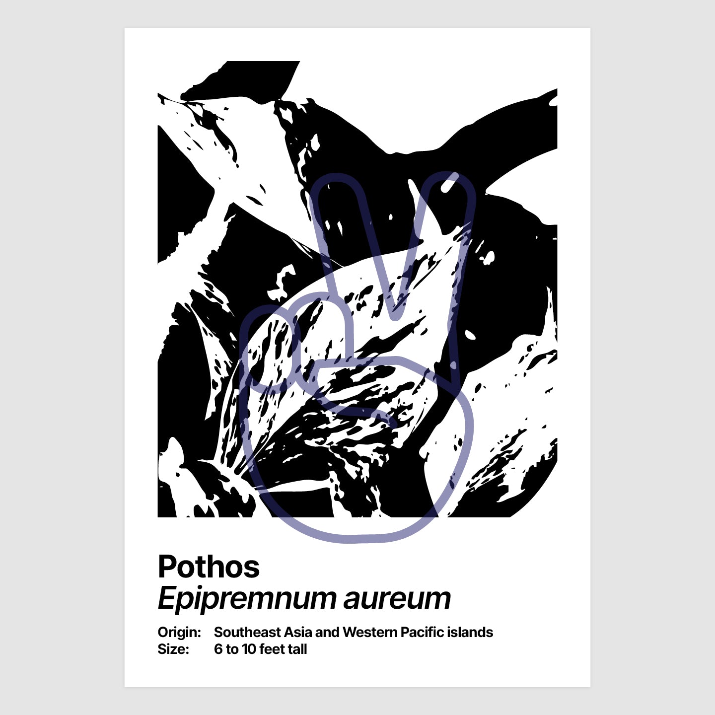 Pothos