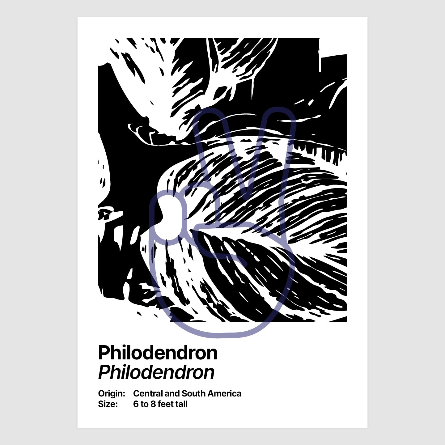 Philodendron