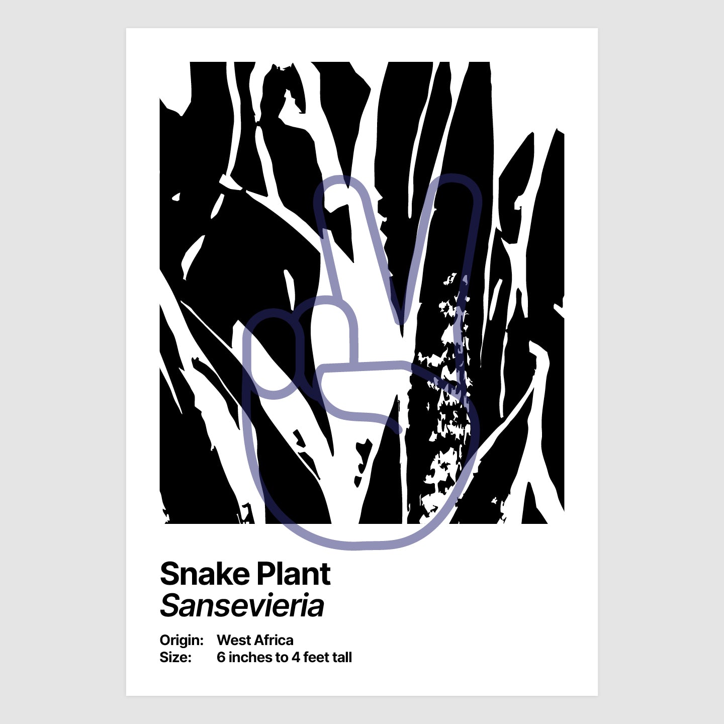 Snake Plant