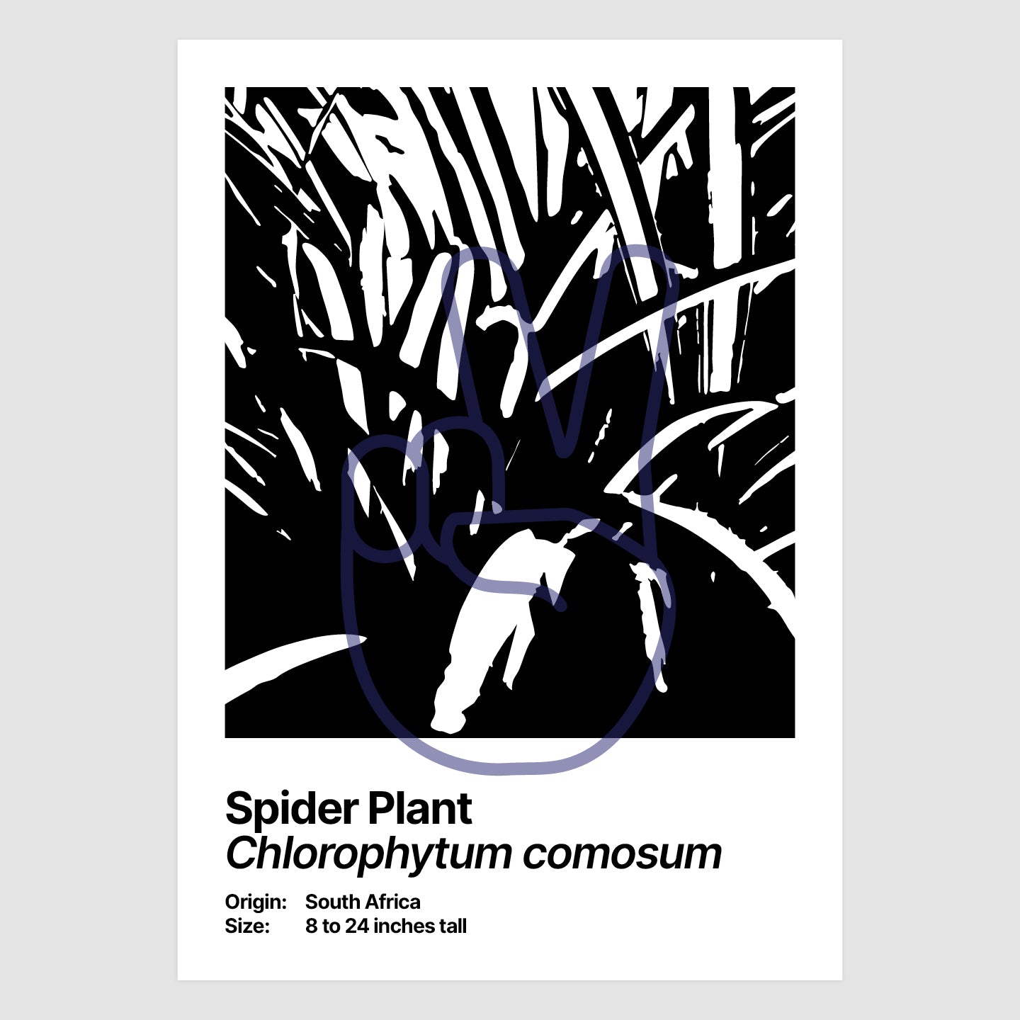 Spider Plant