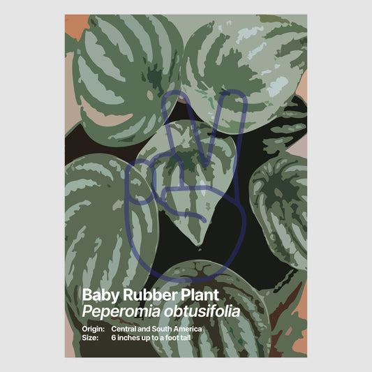 Baby Rubber Plant