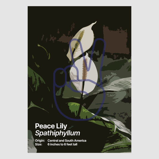 Peace Lily