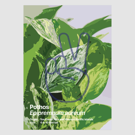 Pothos