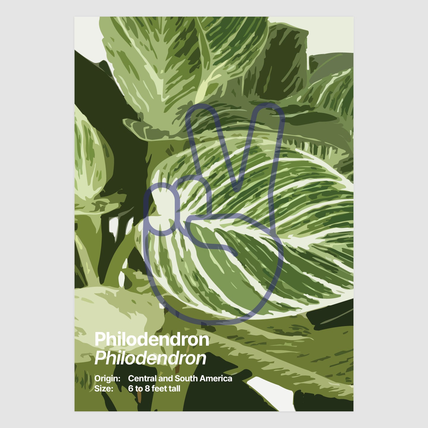 Philodendron