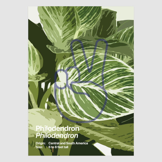 Philodendron