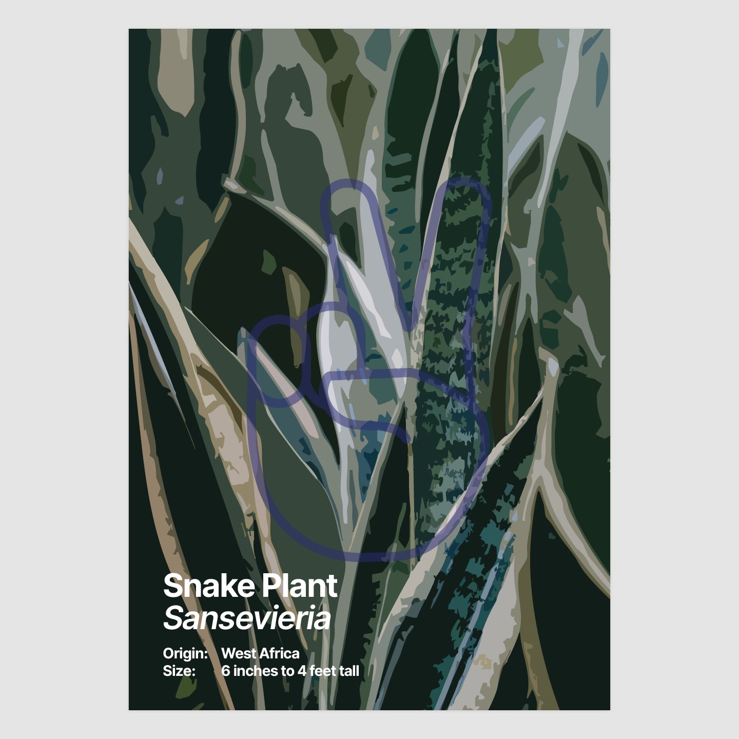 Snake Plant