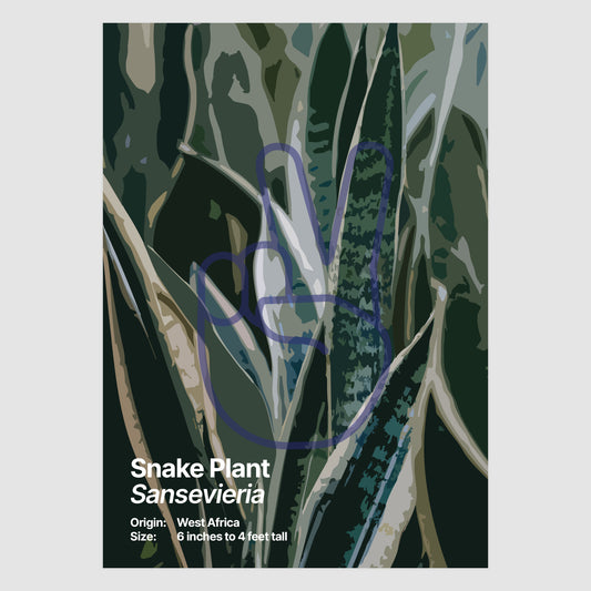 Snake Plant
