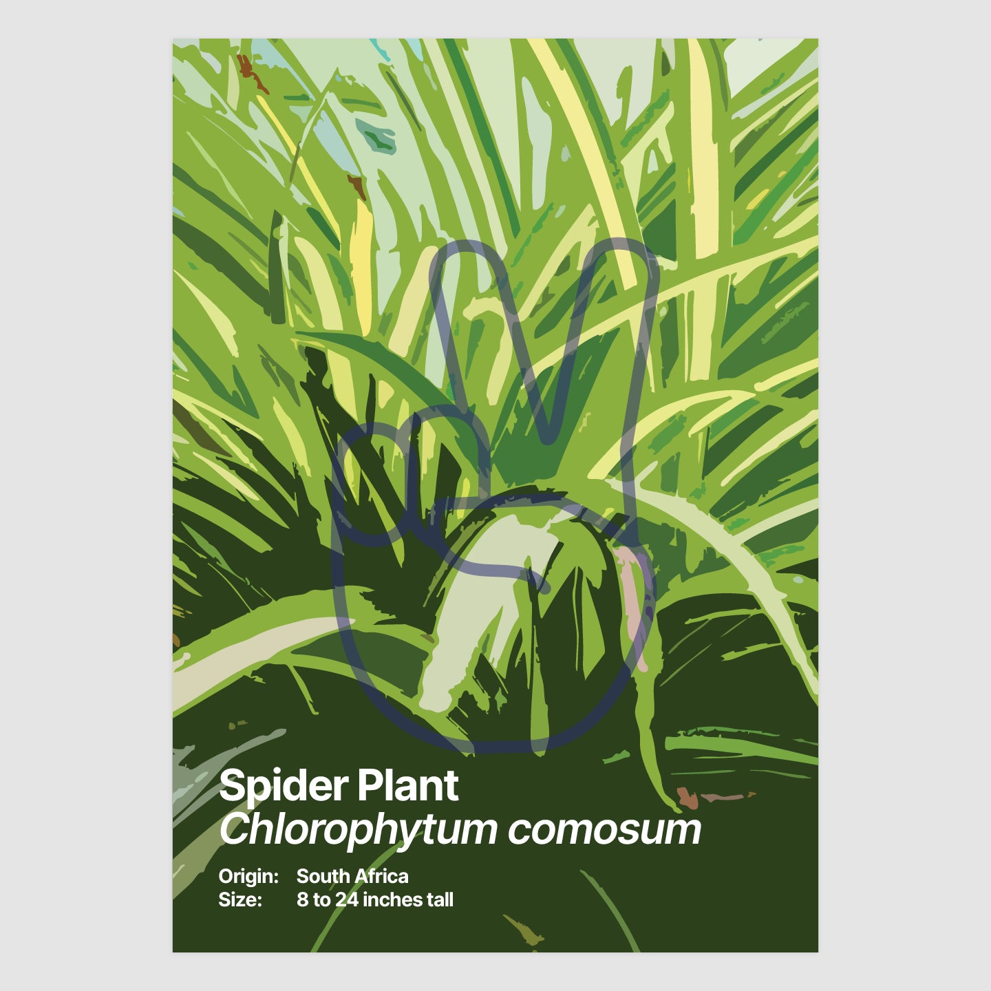 Spider Plant