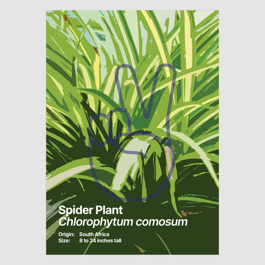 Spider Plant