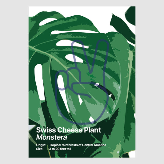 Swiss Cheese Plant
