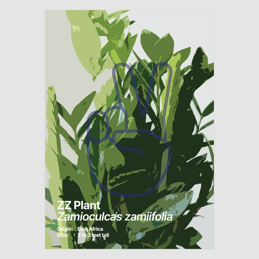 ZZ Plant