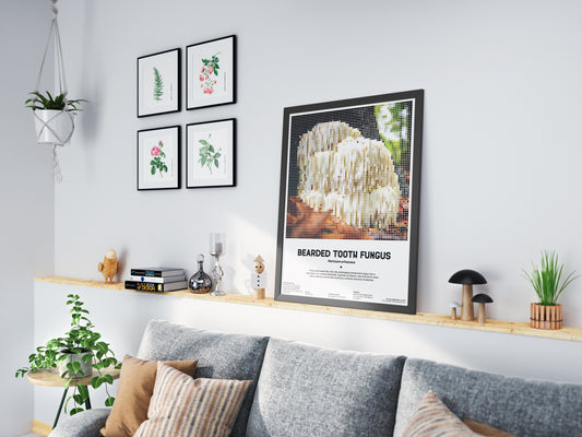 Bearded Tooth Fungus (Lion's Mane)