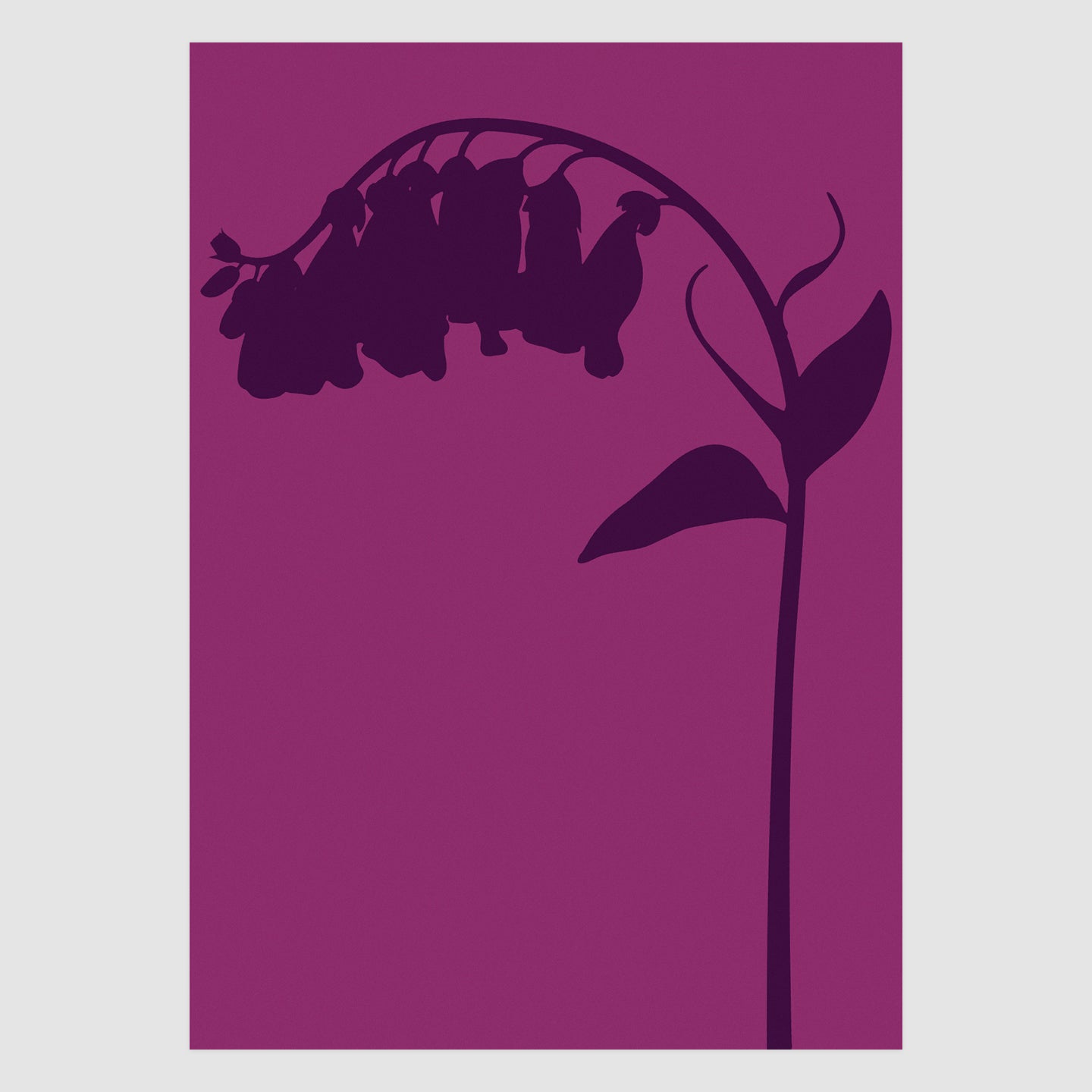 Foxglove No.5