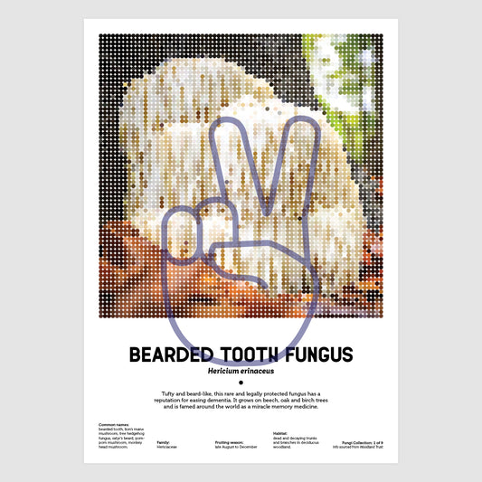 Bearded Tooth Fungus (Lion's Mane)