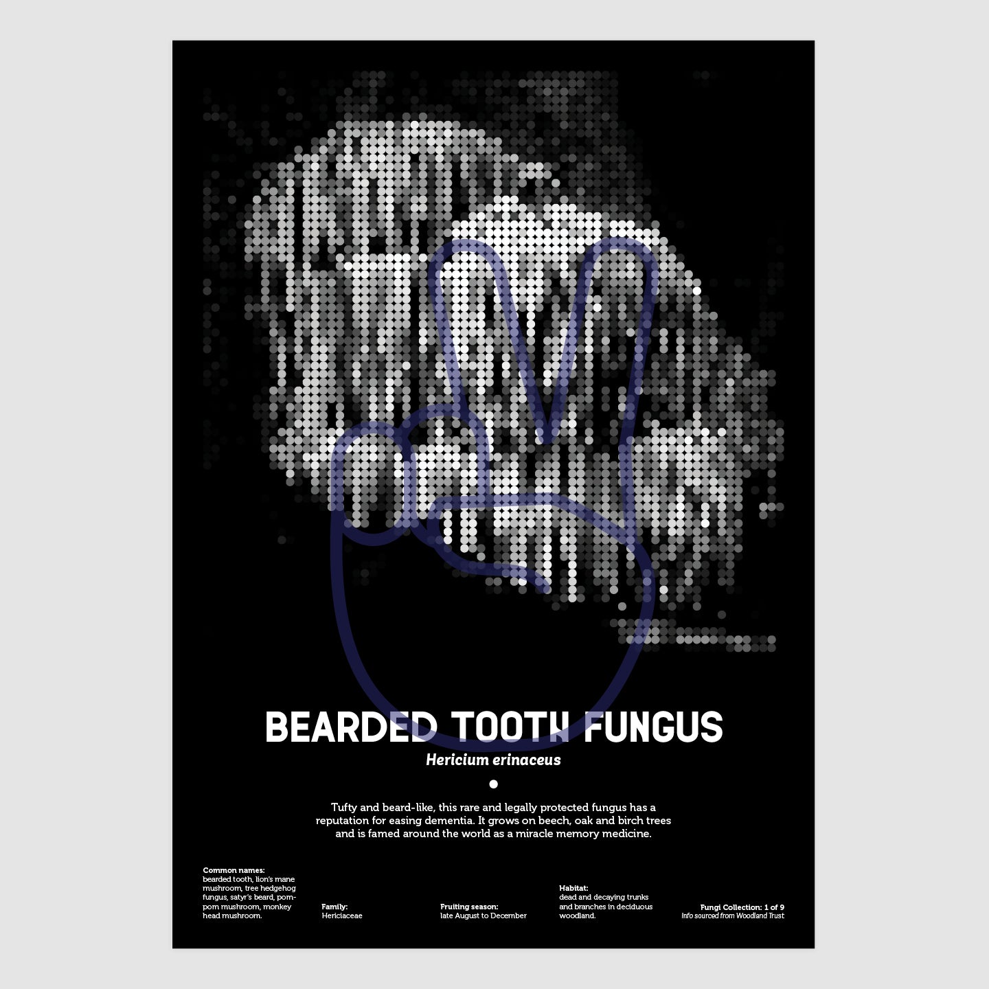 Bearded Tooth Fungus (Lion's Mane)