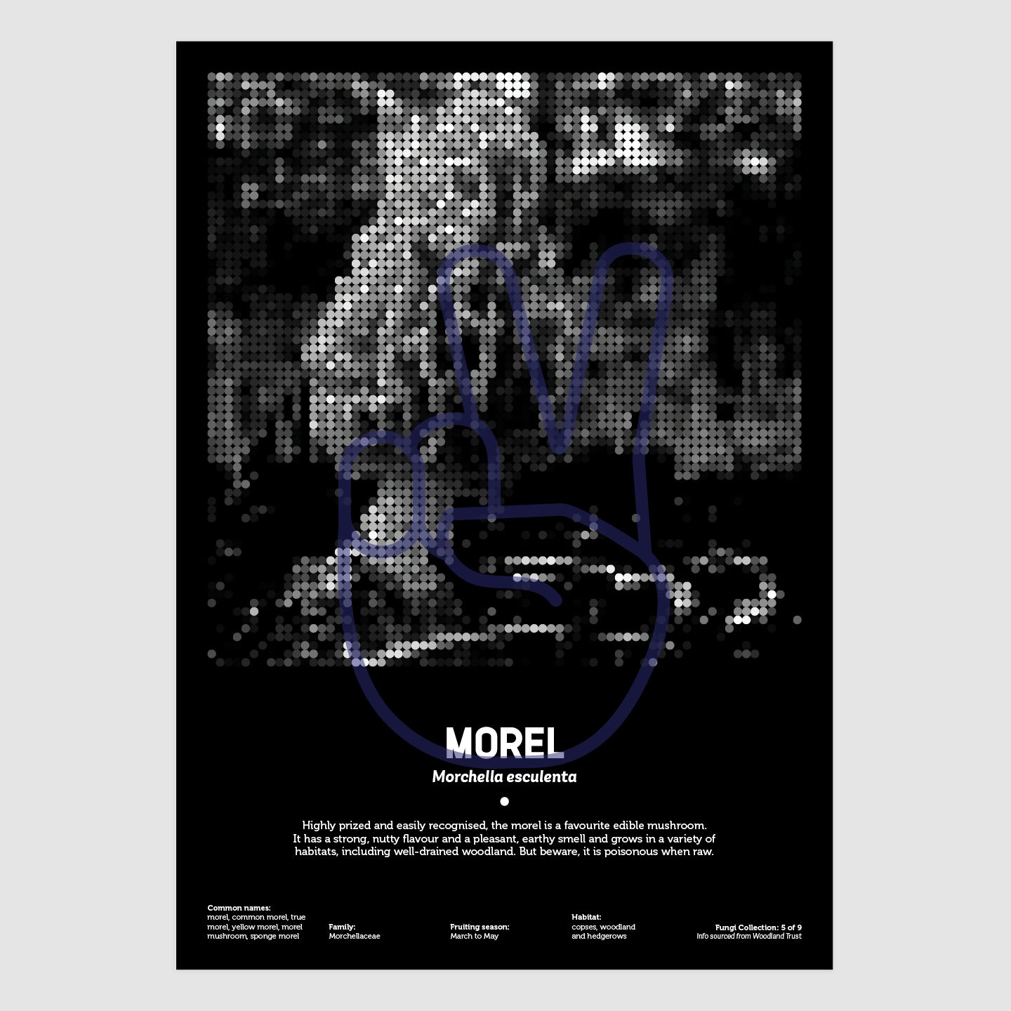 Morel