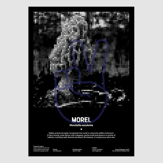 Morel