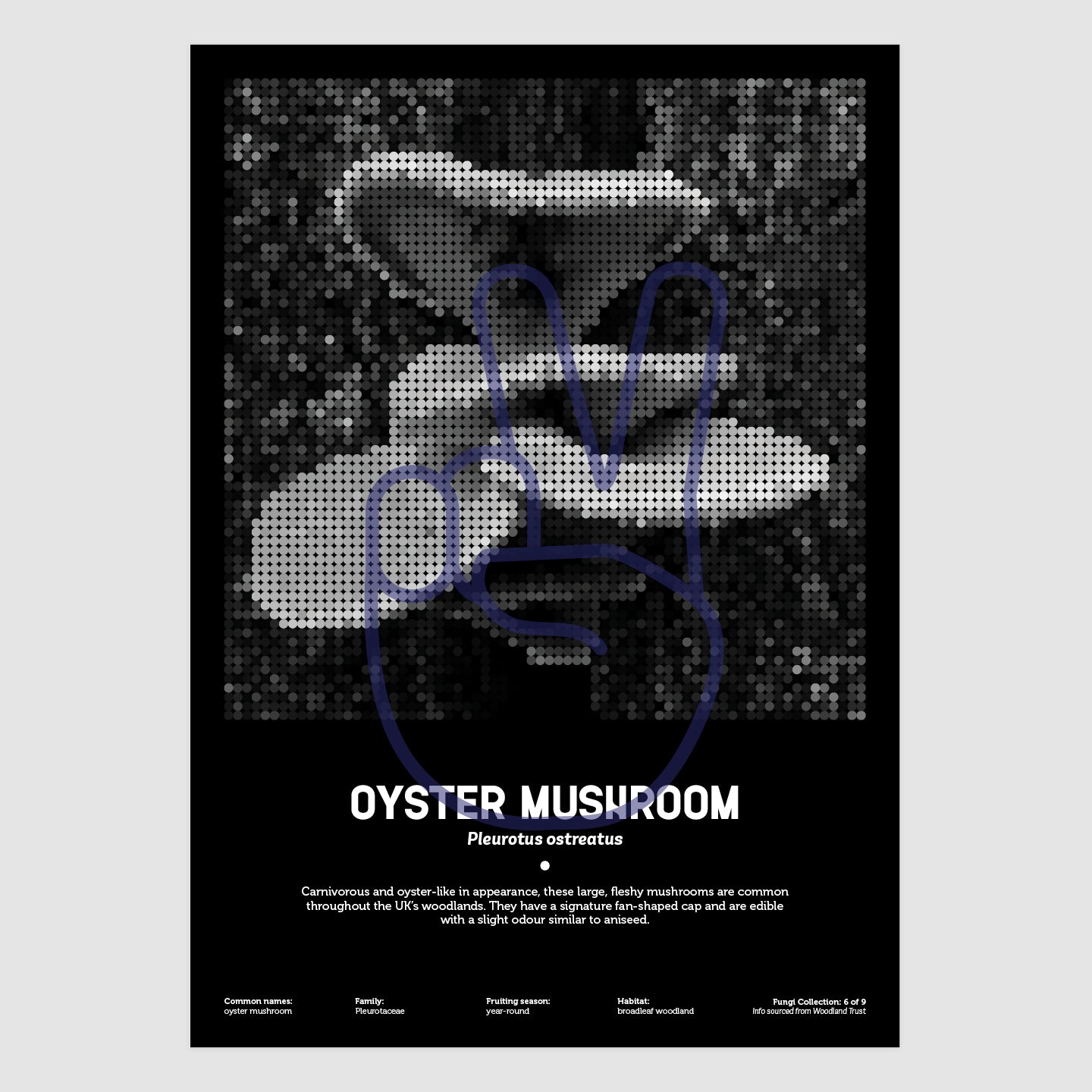 Oyster Mushroom