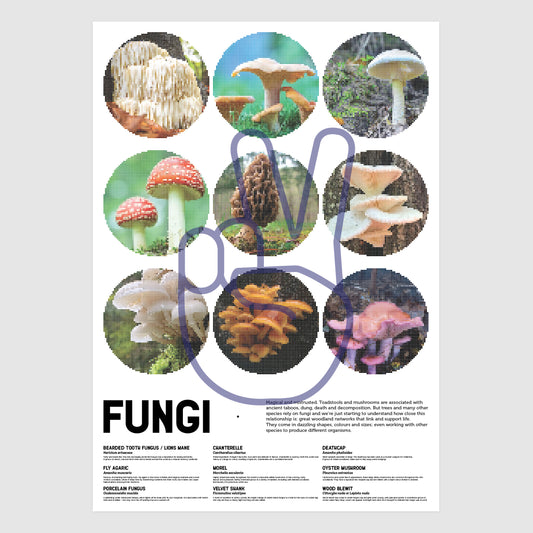 Fungi