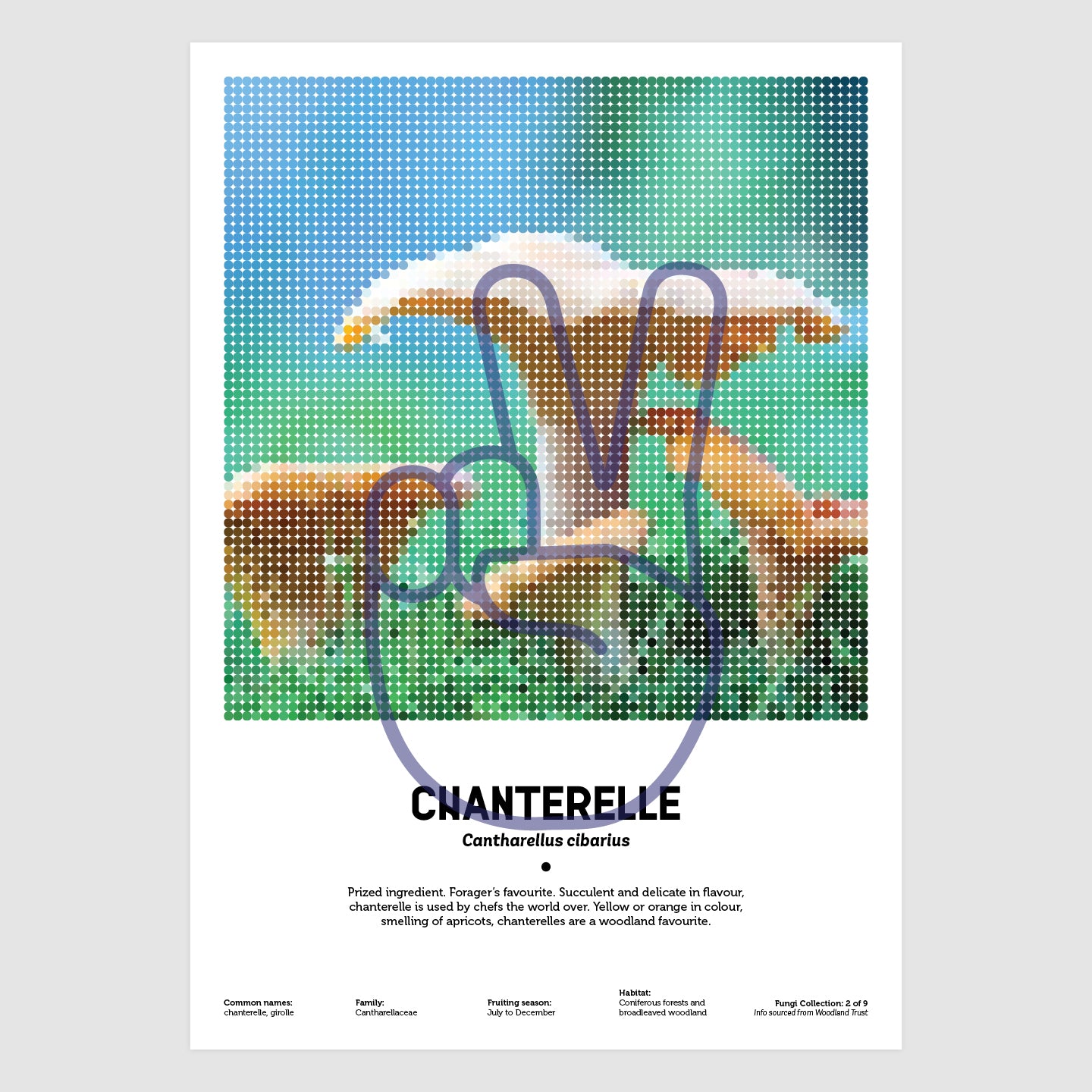 Chanterelle