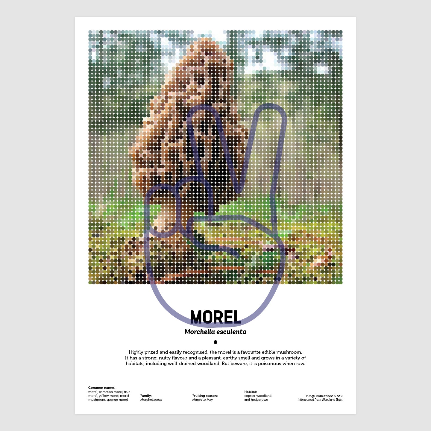 Morel