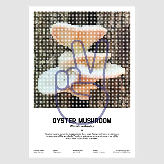 Oyster Mushroom