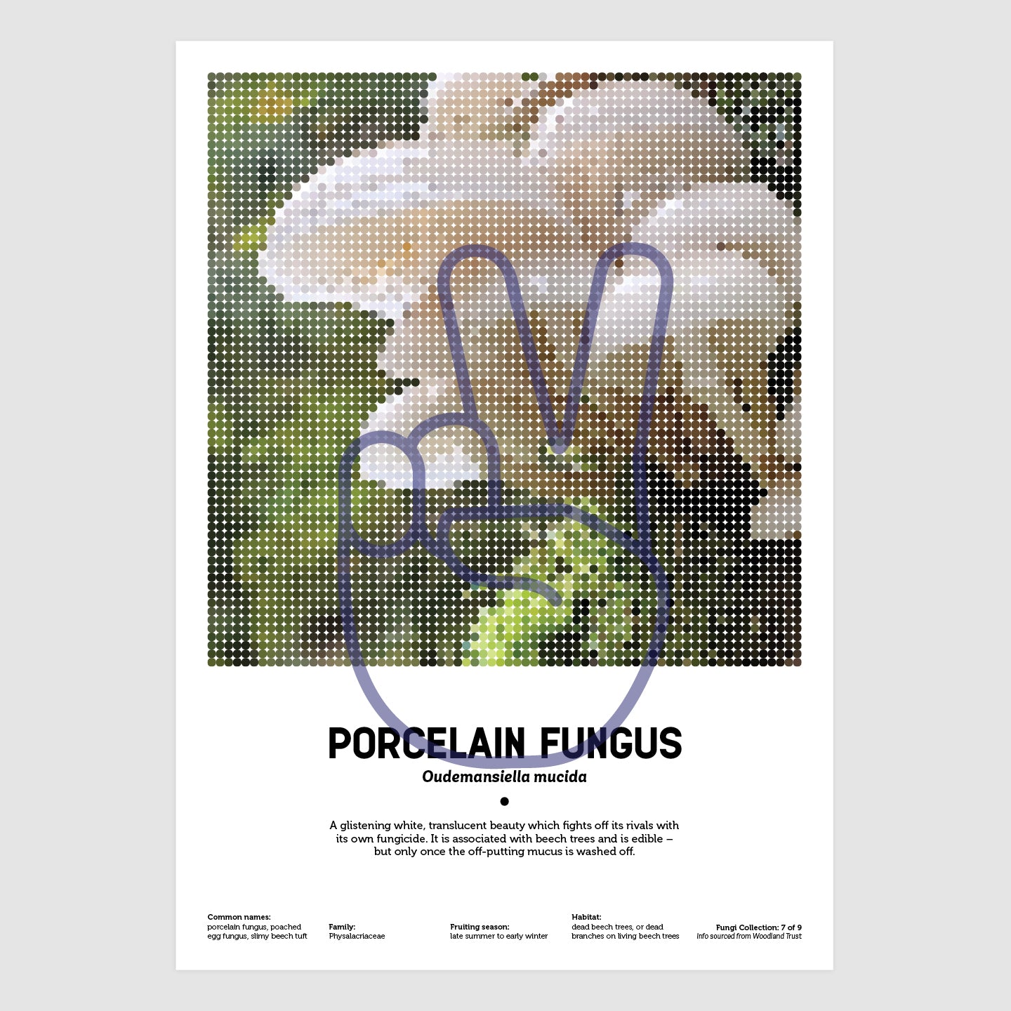 Porcelain Fungus