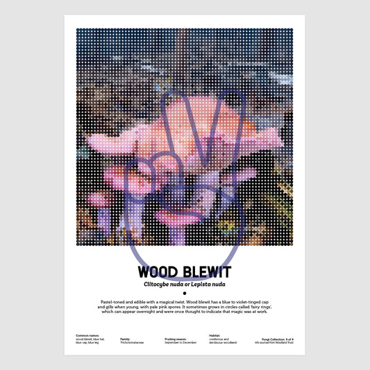 Wood Blewit