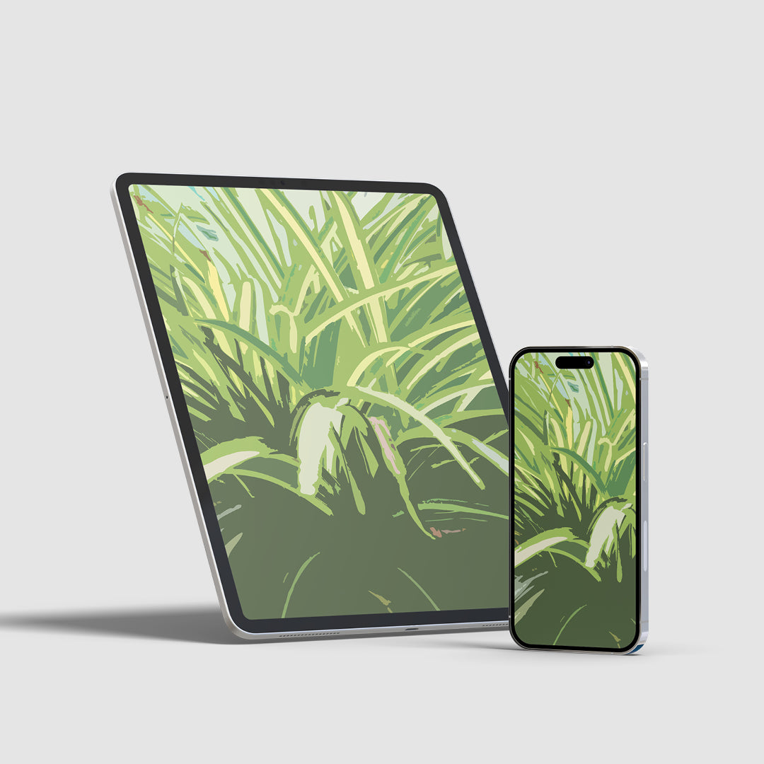 Spider Plant